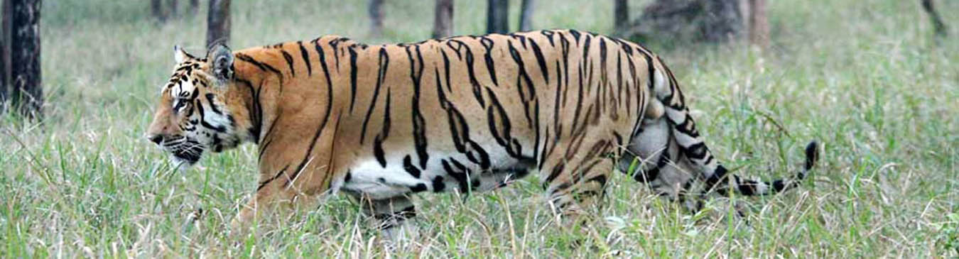 Wildlife