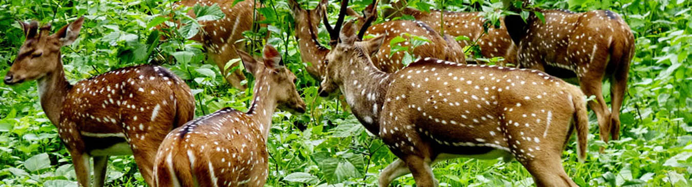 Wildlife