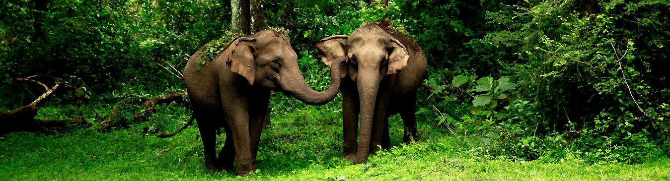 Wayanad