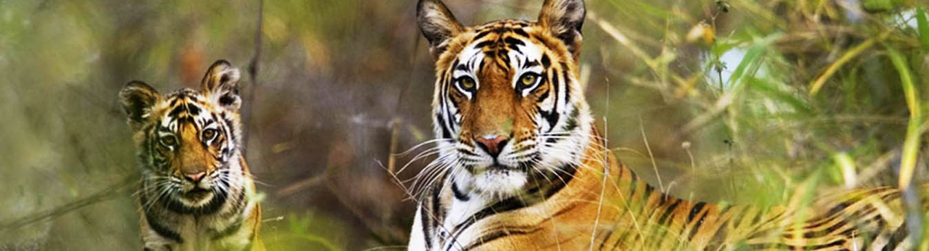 Wildlife Sanctuary