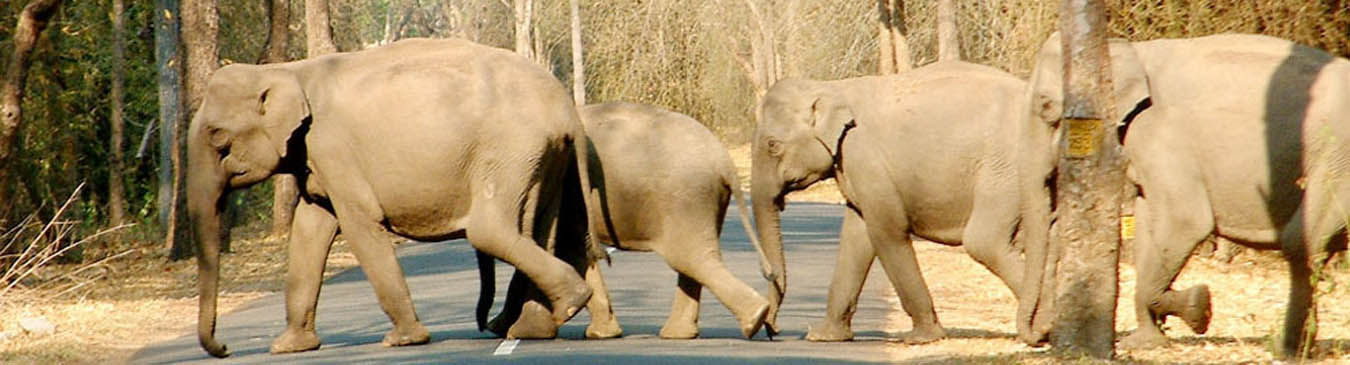 Wildlife Wayanad